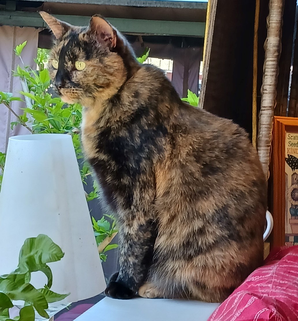 Piper tortoiseshell female cat sitting looking out of a window